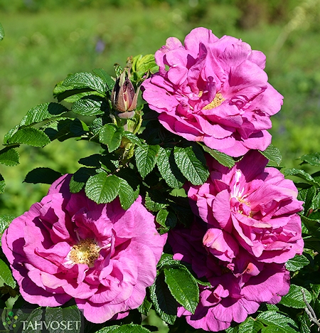 Rosa Rugosa-ryhmä 'Moje Hammarberg'